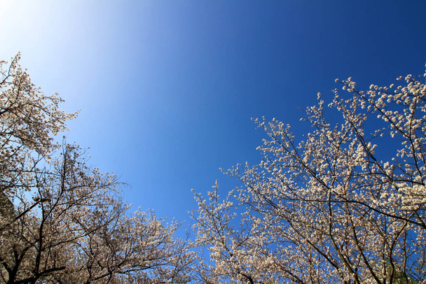 Clear blue sky and cherry blossoms - Photo, Image