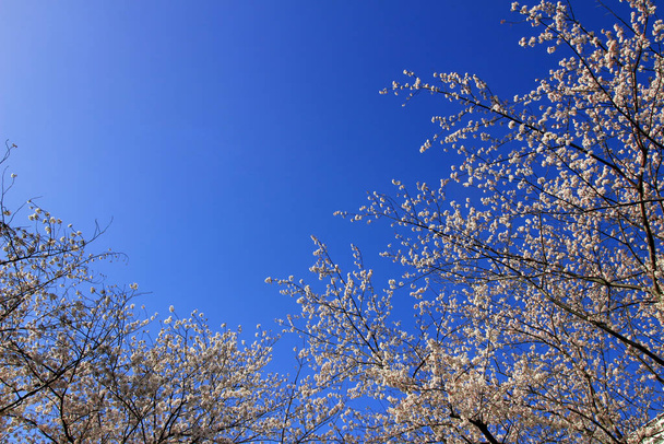 Cielo azul claro y flores de cerezo - Foto, imagen