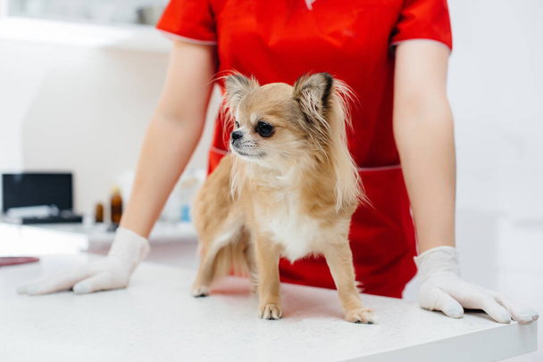 In a modern veterinary clinic, a thoroughbred Chihuahua is examined and treated on the table. Veterinary clinic - Foto, immagini