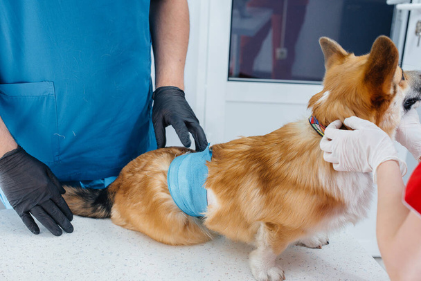 In a modern veterinary clinic, a thoroughbred Corgi dog is examined. Veterinary clinic - Foto, afbeelding