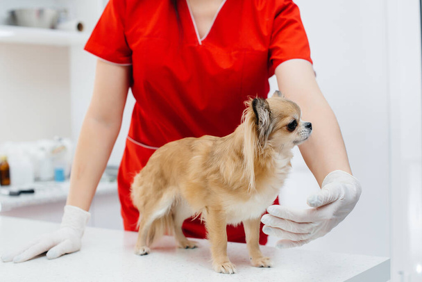現代の獣医学クリニックでは、徹底した飼育されたChihuahuaがテーブルの上で検査され治療されます。獣医診療所 - 写真・画像