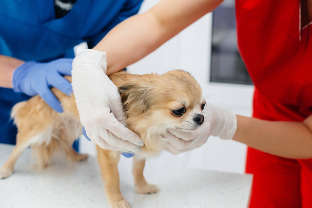 In a modern veterinary clinic, a thoroughbred Chihuahua is examined and treated on the table. Veterinary clinic - Photo, image