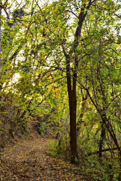 Грязная дорожка в роще осенью на закате - Фото, изображение