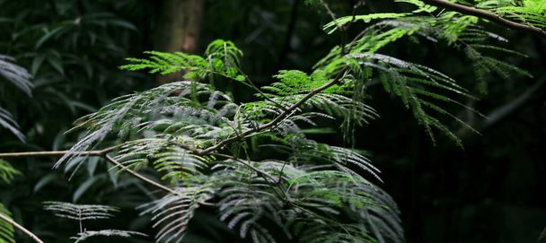 folhas de plantas florestais tropicais - Foto, Imagem