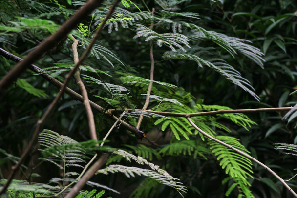 listy tropických lesních rostlin - Fotografie, Obrázek