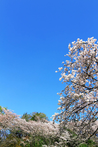 Céu azul claro e flores de cereja - Foto, Imagem