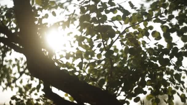 słońca przez drzewa - Materiał filmowy, wideo