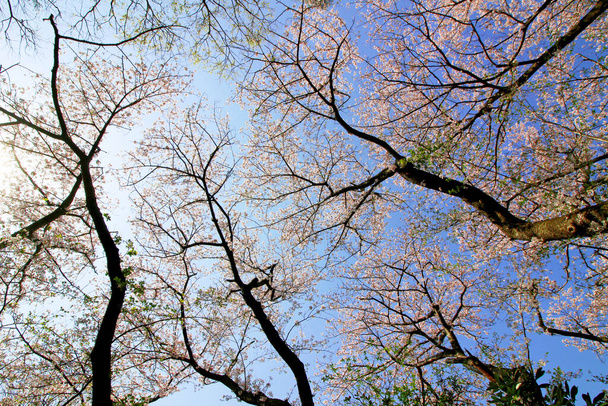 Καθαρός γαλάζιος ουρανός και άνθη κερασιάς - Φωτογραφία, εικόνα