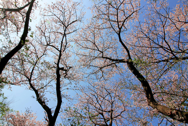 Καθαρός γαλάζιος ουρανός και άνθη κερασιάς - Φωτογραφία, εικόνα