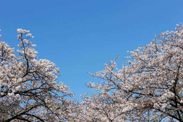 Céu azul claro e flores de cereja - Foto, Imagem