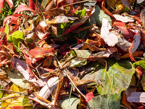 Colorful autumn leaves texture background - Fotoğraf, Görsel
