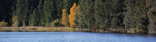 bord de lac naturel avec des arbres forestiers aux couleurs vives d'automne - Photo, image