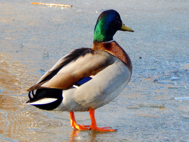 Beau canard drake sur le lac gelé
 - Photo, image