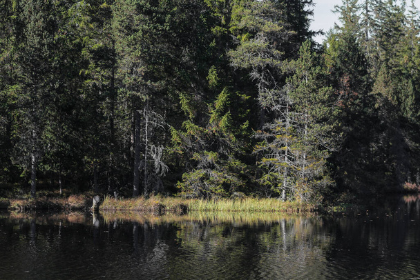 pine trees by a lake - Fotografie, Obrázek