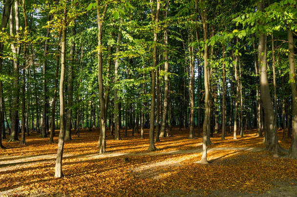 Landschap met herfstbos op de zonnige dag. Geel en groen bos in het najaar. - Foto, afbeelding