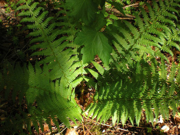 fern plant on the forest floor in summer - Photo, Image