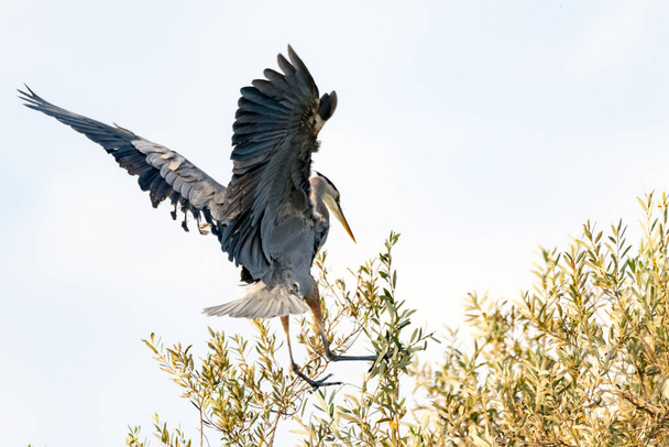 Ο Μεγάλος Γαλάζιος Ήρων απλώνει τα φτερά του πλατιά καθώς κατεβαίνει στα πάνω κλαδιά του δέντρου για προσγείωση.. - Φωτογραφία, εικόνα