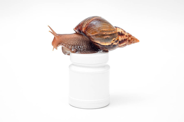 a large snail on a white jar, snails and their mucus components for skin care in cosmetology, alternative medicine, white background, place for text - Foto, Bild