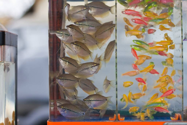 aquarium commercial avec gourami perle juvénile et Danio rerio, populaire aqua artificielle races commerciales de poissons d'ornement répandus en vente, marché aux animaux de compagnie aqua - Photo, image