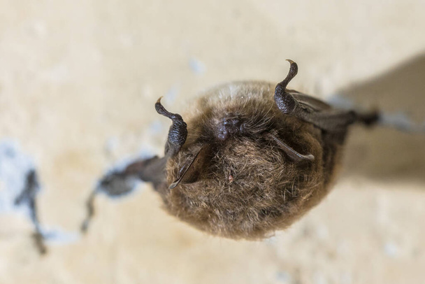 Whiskered bat (Myotis mystacinus) hibernating on ceiling of underground bunker in the Netherands. Hibernation is a state of  inactivity and metabolic depression in endotherms. It most commonly occurs during winter months. - Photo, Image
