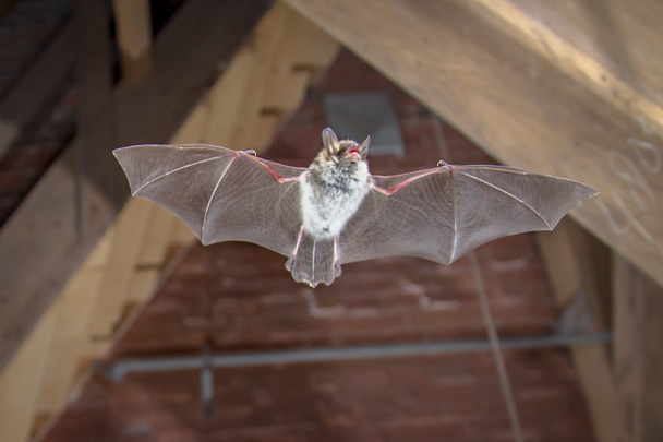 Morcego de Natterer voador (Myotis nattereri) tiro de ação de caça animal no sótão de madeira da igreja de cidade. Esta espécie é conhecida por alojar e viver em áreas urbanas na Europa e na Ásia. - Foto, Imagem