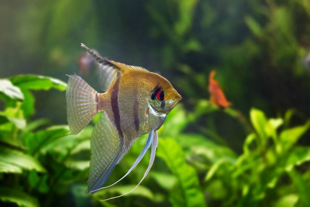 angelfish juvénile, artificiel aqua commerce race de sauvage Pterophyllum scalare cichlid dans la belle coloration avec des yeux orange, populaire poisson d'ornement de l'Amérique du Sud eau noire - Photo, image
