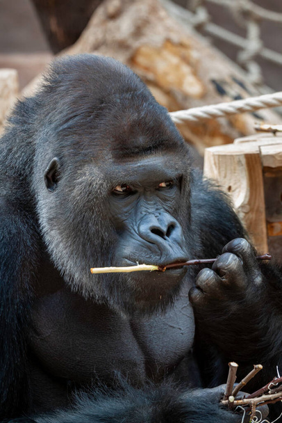 villi aikuinen musta gorilla syö puisen oksan puistossa päivän aikana - Valokuva, kuva