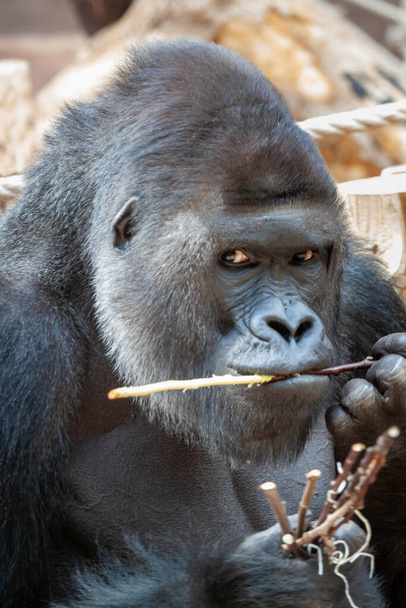 wild adult black gorilla eats a wooden twig in the park during the day - Photo, Image
