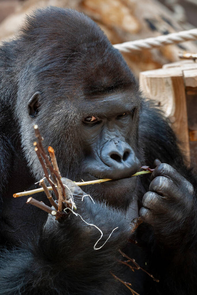 wild adult black gorilla eats a wooden twig in the park during the day - Photo, Image