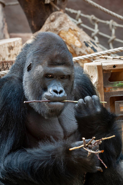 wilder erwachsener männlicher schwarzer Gorilla frisst tagsüber einen Holzzweig im Park - Foto, Bild