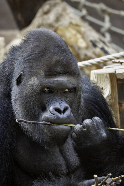 wilder ausgewachsener schwarzer Gorilla frisst tagsüber einen Holzzweig im Park - Foto, Bild