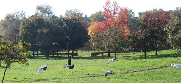 Περιστέρια πετούν ελεύθερα στο πάρκο το φθινόπωρο - Φωτογραφία, εικόνα