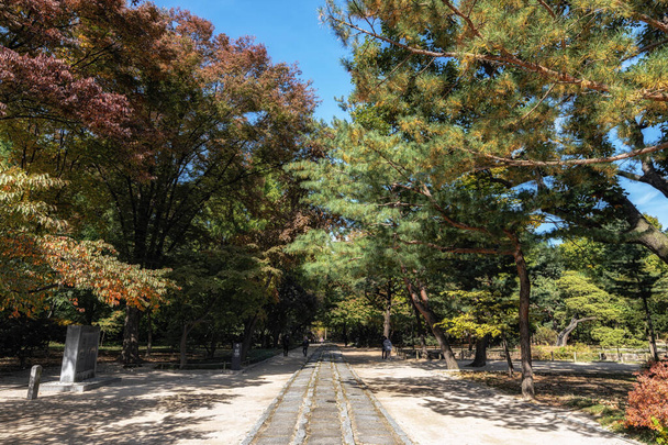 un pequeño camino en santuario de jongmyo rodeado de pinos. Tomado en Seúl, Corea del Sur - Foto, Imagen