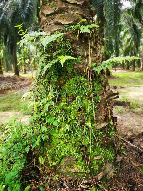 scene of the vittaria ensiformis fern and moss on the trunk. - Photo, Image
