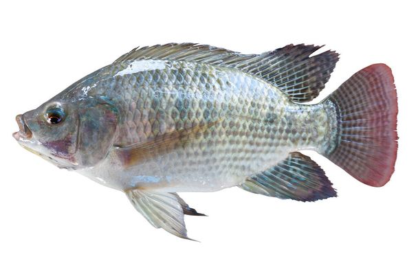 Tilapia Isolated on white background. With clipping path. - Photo, Image