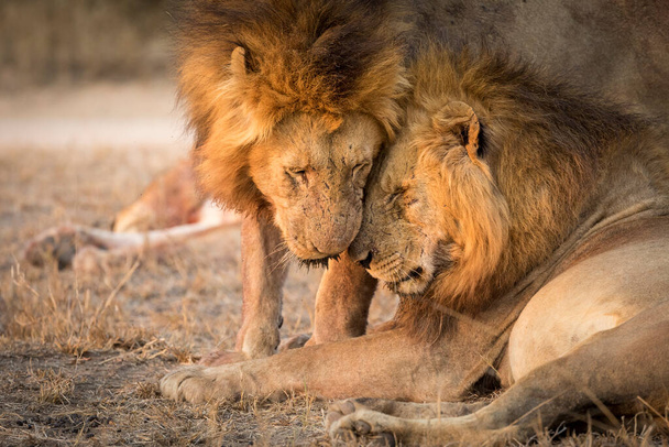 Dwa dorosłe samce lwów witające się w suchym krzaku w Kruger Park w Republice Południowej Afryki - Zdjęcie, obraz