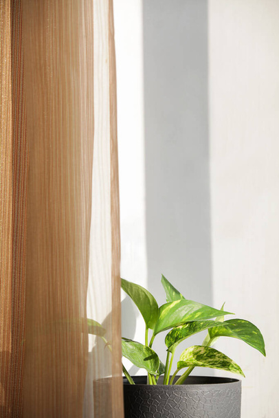 Декоративний будинок рослина в горщику біля вікна і коричневі штори з природним світлом. Творчий характер фону. копіювання простору. Декор кімнати
. - Фото, зображення