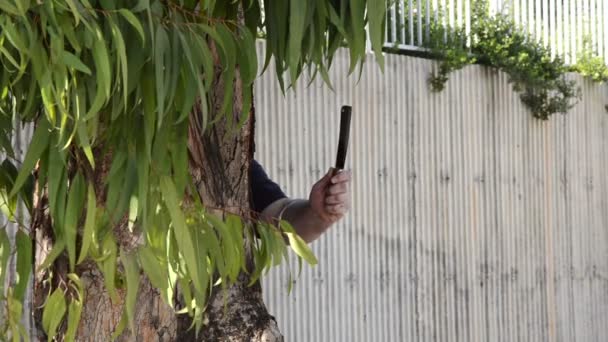 Brigand hinderlagen in eucalyptus schaduw - Video