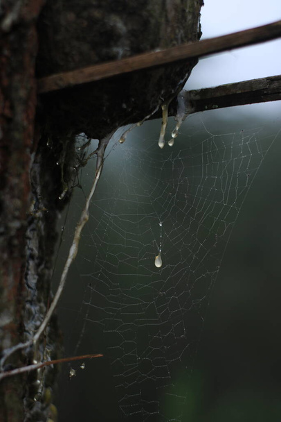 zbliżenie soku sosnowego i pajęczyn - Zdjęcie, obraz