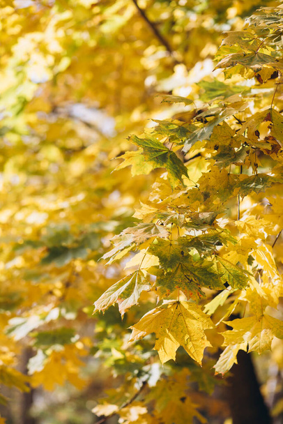 Herbstblätter in der Sonne und verwischte Bäume. Hintergrund des Sturzes. - Foto, Bild