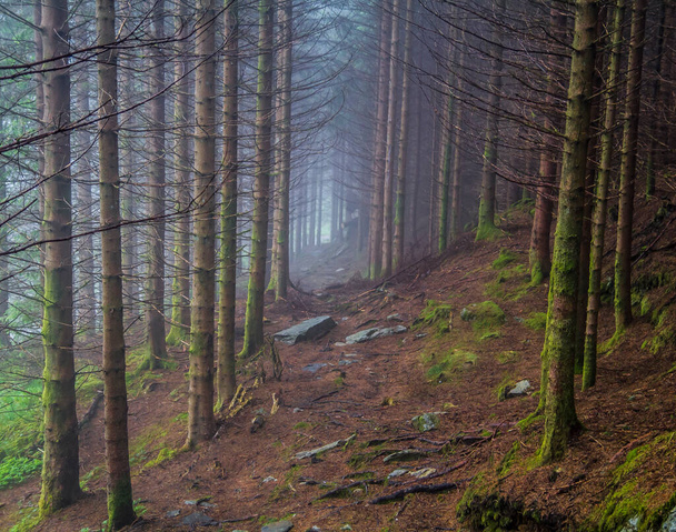 Туман в лесу - Фото, изображение