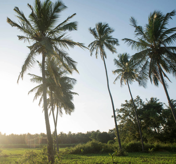  coconut tree farm in India - Fotó, kép