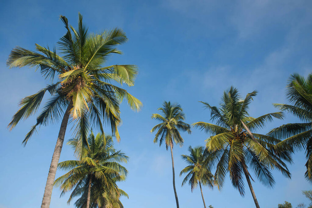  coconut tree farm in India - Zdjęcie, obraz