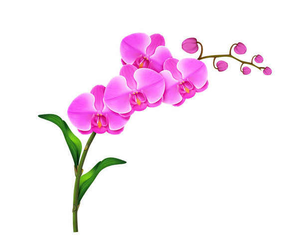 Roze orchidee Bloem tak realistische illustratie geïsoleerd op witte achtergrond. - Foto, afbeelding
