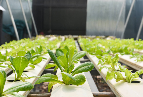 hydroponiczne gospodarstwo warzywne, zamykanie ekologicznych sałat zielonych w rurze hydroponicznej (ukierunkowanie selektywne) - Zdjęcie, obraz