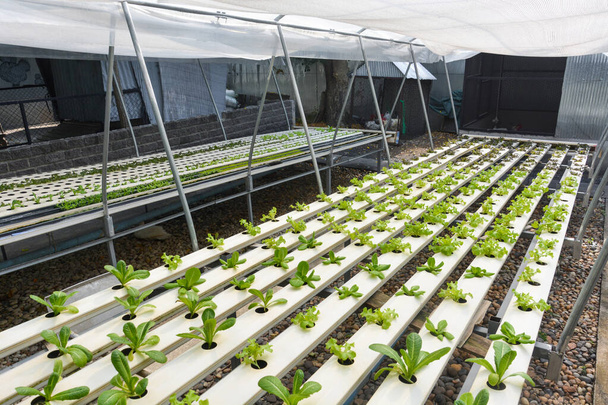 hydroponiczne gospodarstwo warzywne, ekologiczne sałaty zielone w rurze hydroponicznej - Zdjęcie, obraz