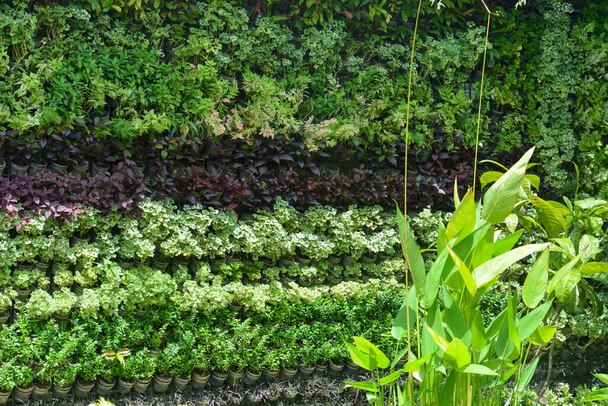 Duvarda dikey bahçe çiçekleri olan açık hava bitkileri. - Fotoğraf, Görsel