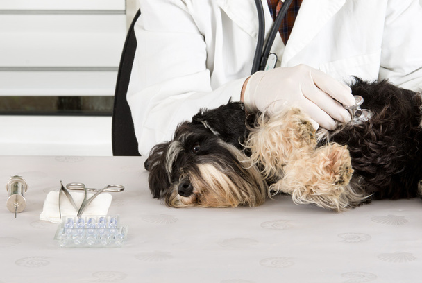 Dog examination - Фото, изображение