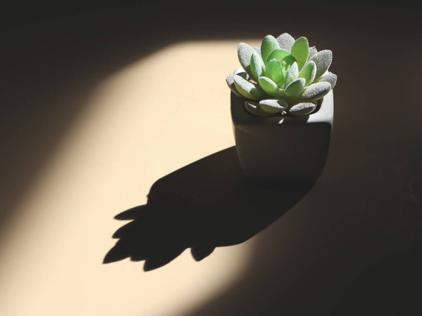 Dunkles Bild einer grünen Sukkulente mit hartem Licht und Schatten. - Foto, Bild