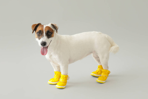 Симпатичный смешной пес в попках на сером фоне - Фото, изображение